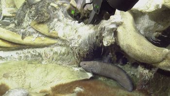 Media type: image;   Invertebrate Zoology 153118 Description: live specimen;